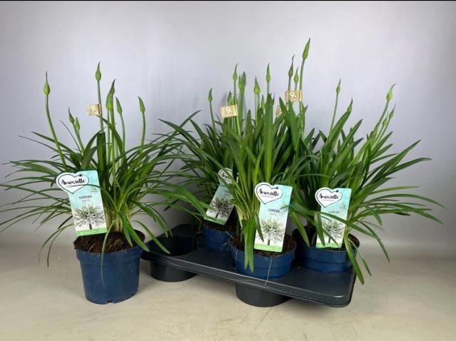 <h4>AGAPA AMOURETTE S WH</h4>