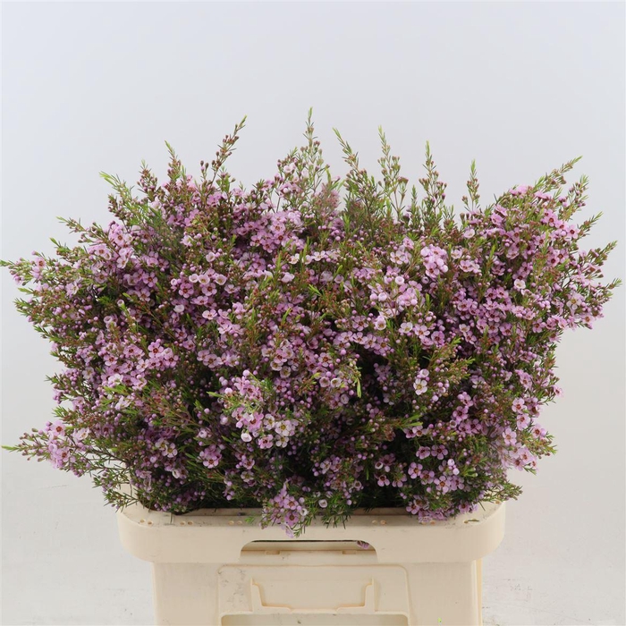 Chamelaucium Uncinatum 'kerryn'