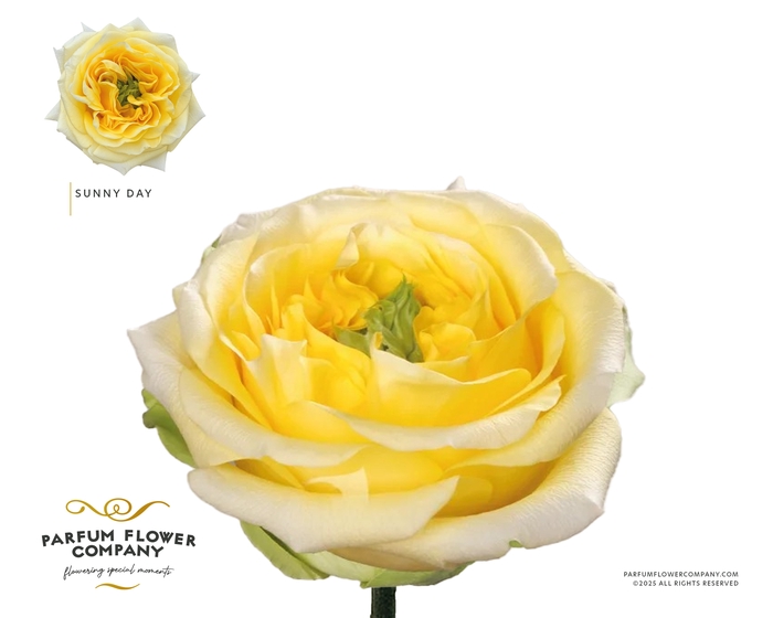 <h4>Rosa Garden Sunny Day</h4>