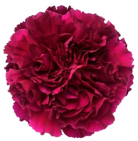 <h4>Di St Golem Purple 65cm CO</h4>