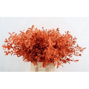 DECORGROEN KLB BS H%