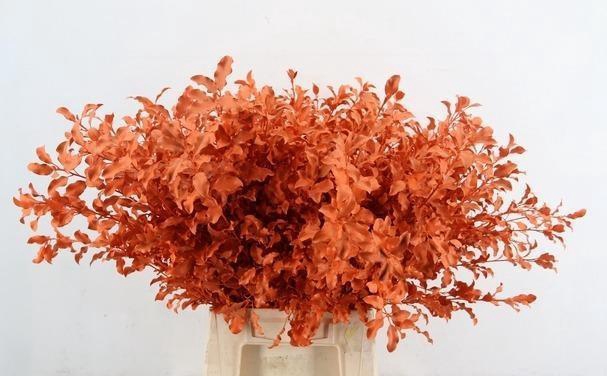 <h4>DECORGROEN KLB BS H%</h4>