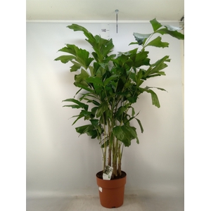 Caryota mitis