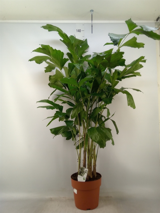 <h4>Caryota mitis</h4>