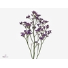 Limonium Piuma Dark Blue Extra