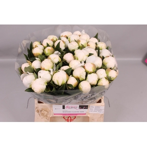Paeonia Madame Claude Tain | Heavy Quality