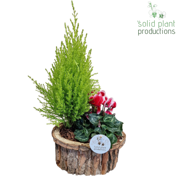 <h4>BOS004 Bark O Small Brown</h4>