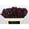 Leucadendron Saf Sunset Dark R.