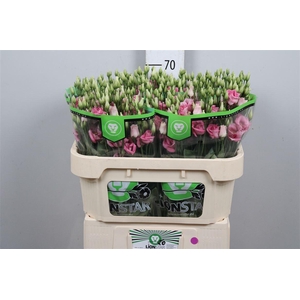 Eus G Rosi Rose Pink