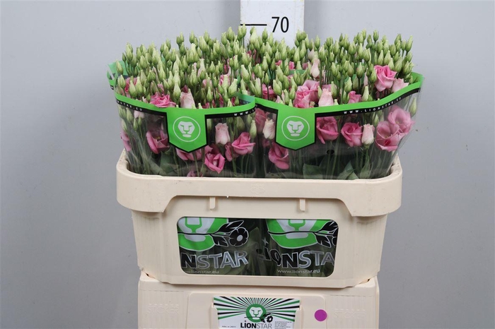 <h4>Eus G Rosi Rose Pink</h4>