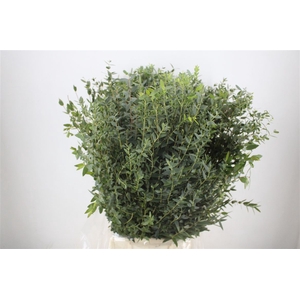 Euca Parvifolia 300gr P Bunch