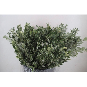 Pittosp Ralphi Leaves 400gr P Bunch