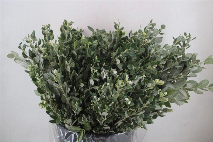 <h4>Pittosp Ralphi Leaves 400gr P Bunch</h4>
