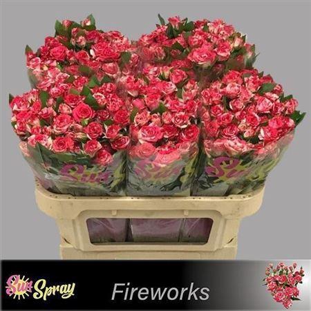 <h4>R Tr Fireworks</h4>