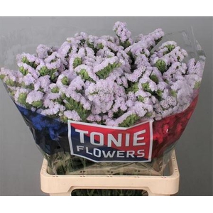 LIM S TESSA LAVENDER 70/38GR