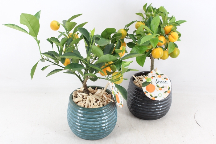 <h4>arr3 SN - Ker. ribbel pot Citrus kl. x6</h4>