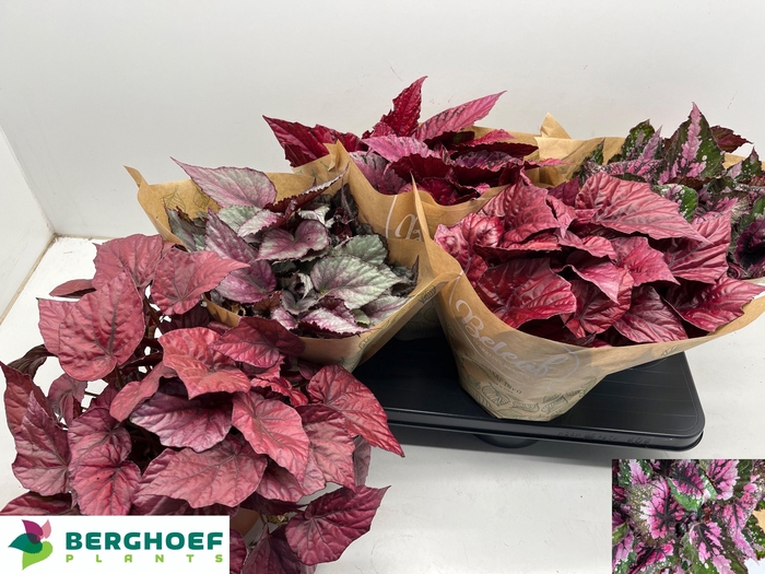 <h4>BEG BEL GEM</h4>