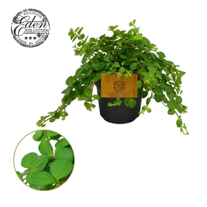Peperomia Rotundifolia 12cm