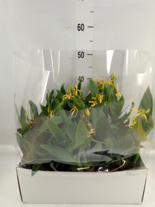 <h4>Orchideeen ...</h4>