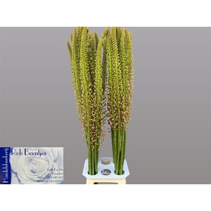 Eremurus Macarena