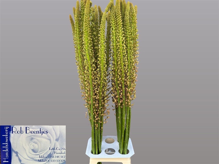 <h4>Eremurus Macarena</h4>