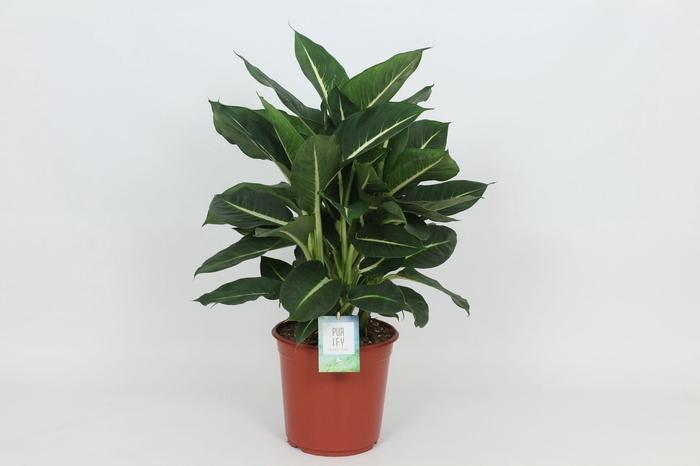 <h4>Purify Dieffenbachia Green Magic 24 cm</h4>