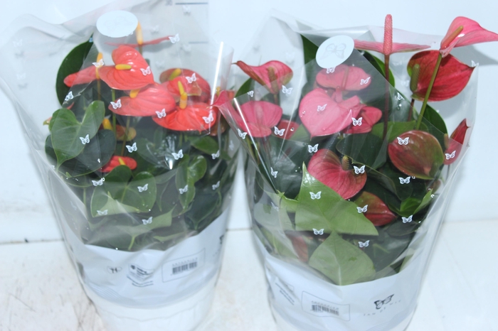 <h4>ANTHURIUM VARIADO ESPECIAL P17 BAIXO</h4>