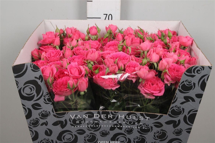 <h4>R Tr Pink Dimension</h4>
