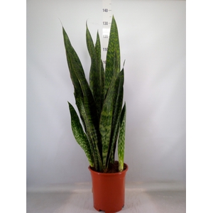 Sansevieria trifa.   ...