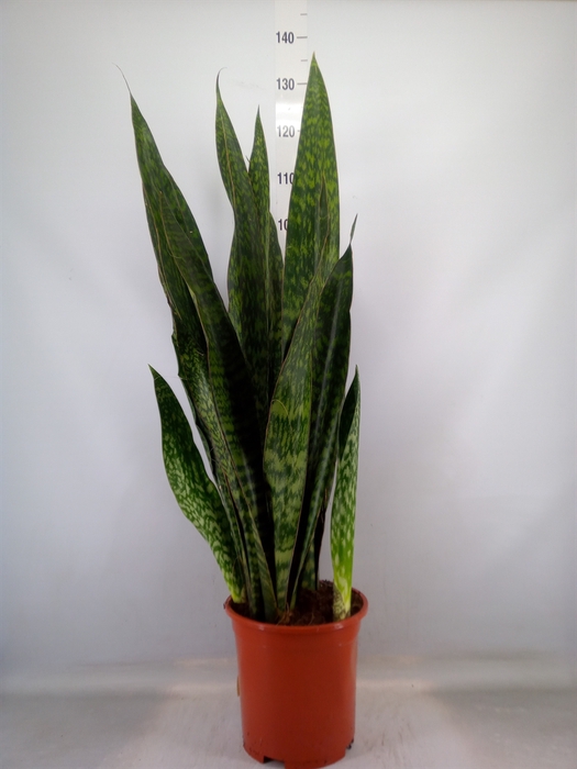 <h4>Sansevieria trifa.   ...</h4>