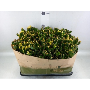 Rhipsalidopsis   ...