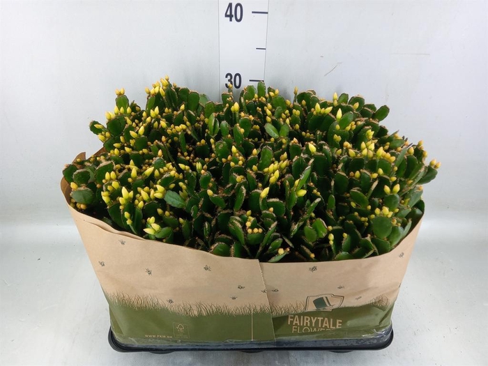 <h4>Rhipsalidopsis   ...</h4>