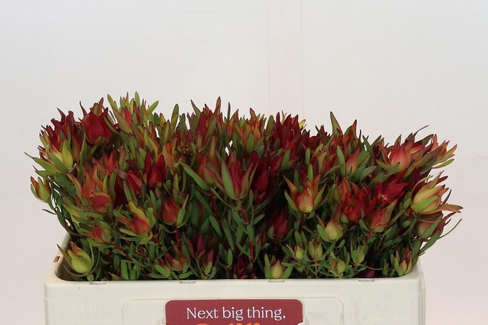 <h4>LEUCAD SAL BLUSH</h4>