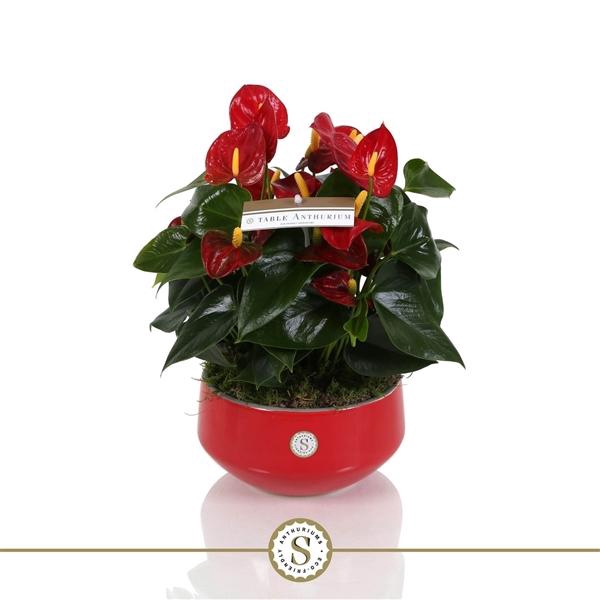 <h4>Table Anthurium Schaal Rood in Lucca keramiek</h4>
