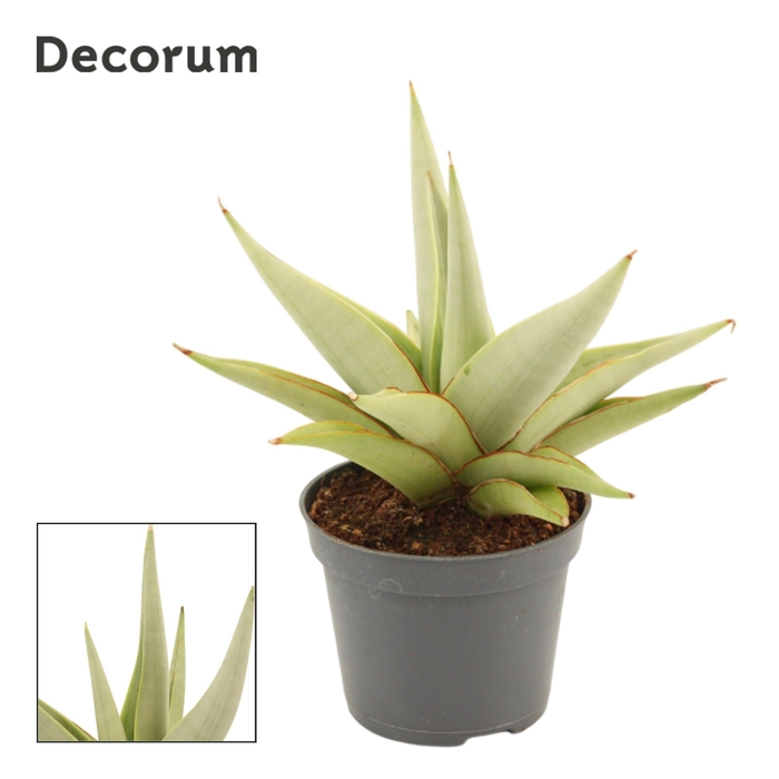 <h4>Sansevieria Chanin Crown 6 cm (Decorum)</h4>