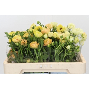 Ranunculus Magical Caramel
