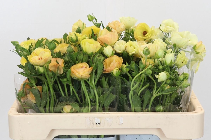 <h4>Ranunculus Magical Caramel</h4>