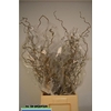 Corylus 70cm