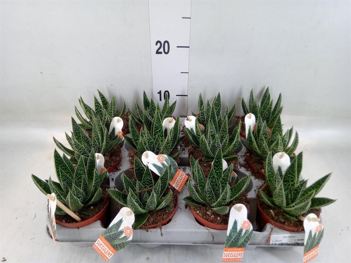 <h4>Gasteria</h4>