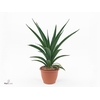 Sansevieria  'Sansiam Moto Green'