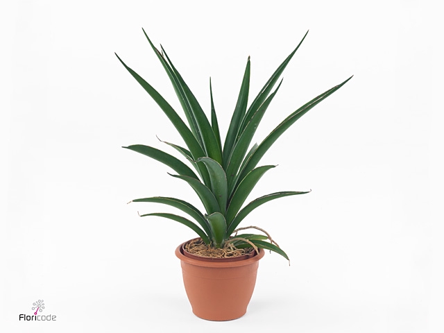 Sansevieria  'Sansiam Moto Green'