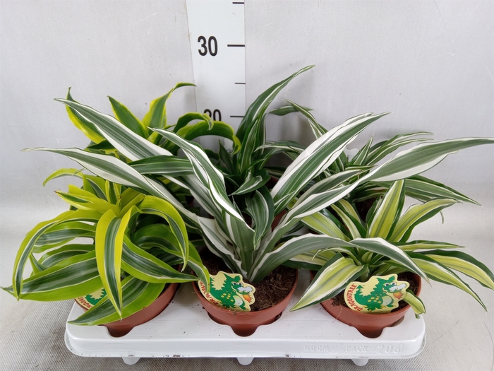 <h4>Dracaena   ...mix</h4>