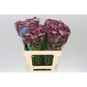 Astrantia Roma