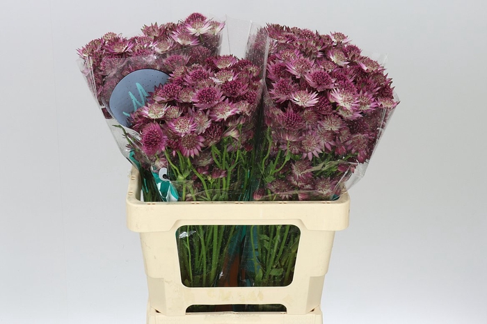 <h4>Astrantia Roma</h4>