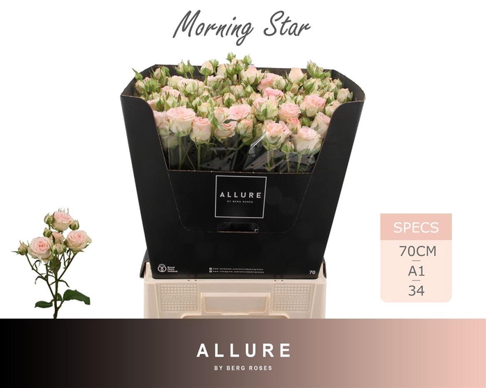 <h4>R Tr Morning Star</h4>