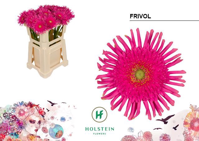 <h4>Gerbera Pasta Frivol</h4>