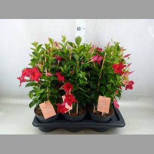 Mandevilla  'Sundavil Red'