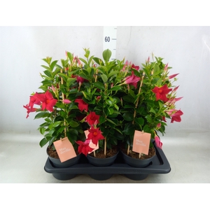 Mandevilla  'Sundavil Red'