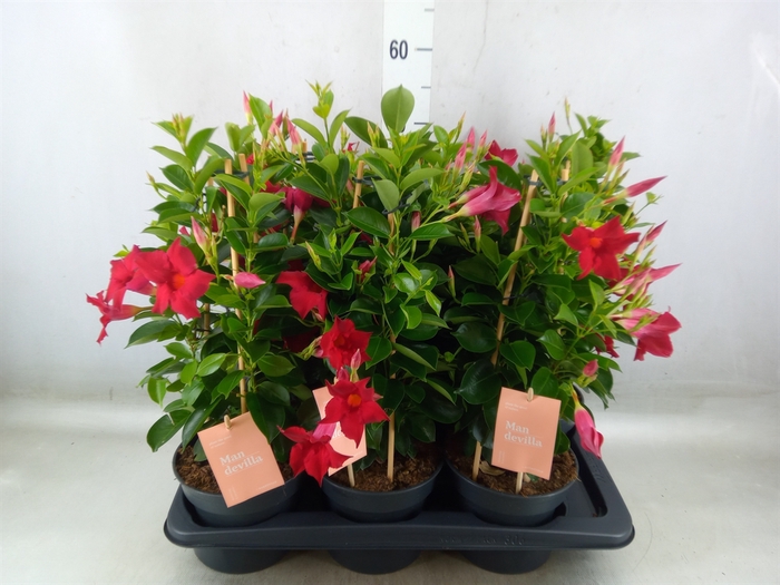 <h4>Mandevilla  'Sundavil Red'</h4>