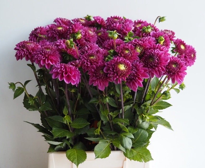 <h4>DAHL BALL PURPLE FOX</h4>